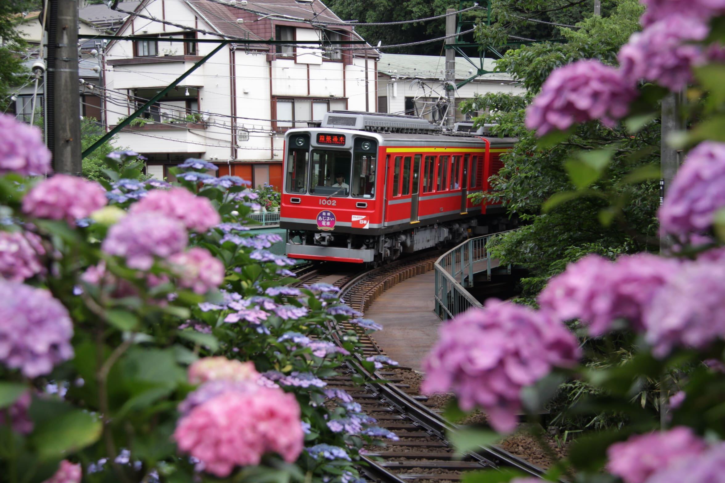 電車と紫陽花